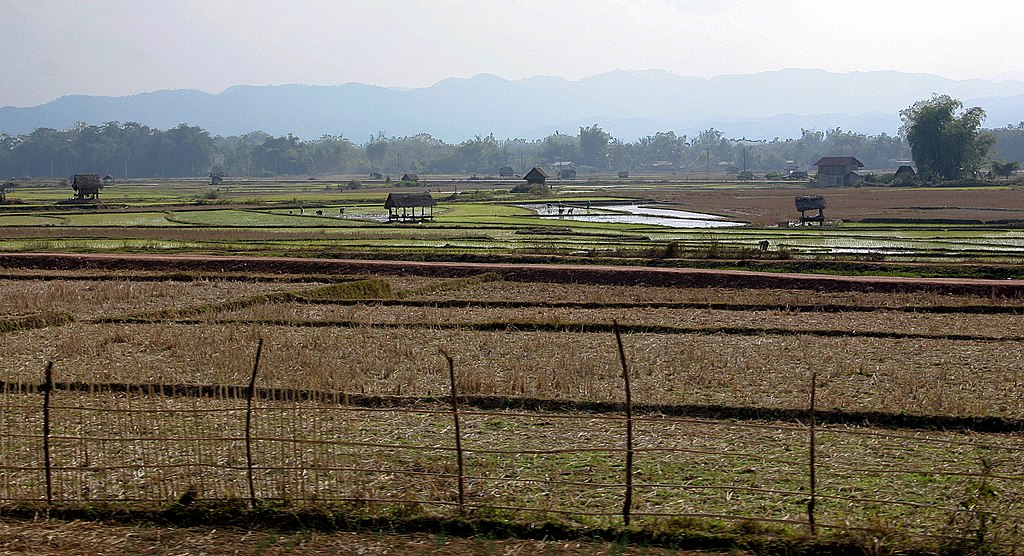 Rice fields in Luang Namtha, Laos