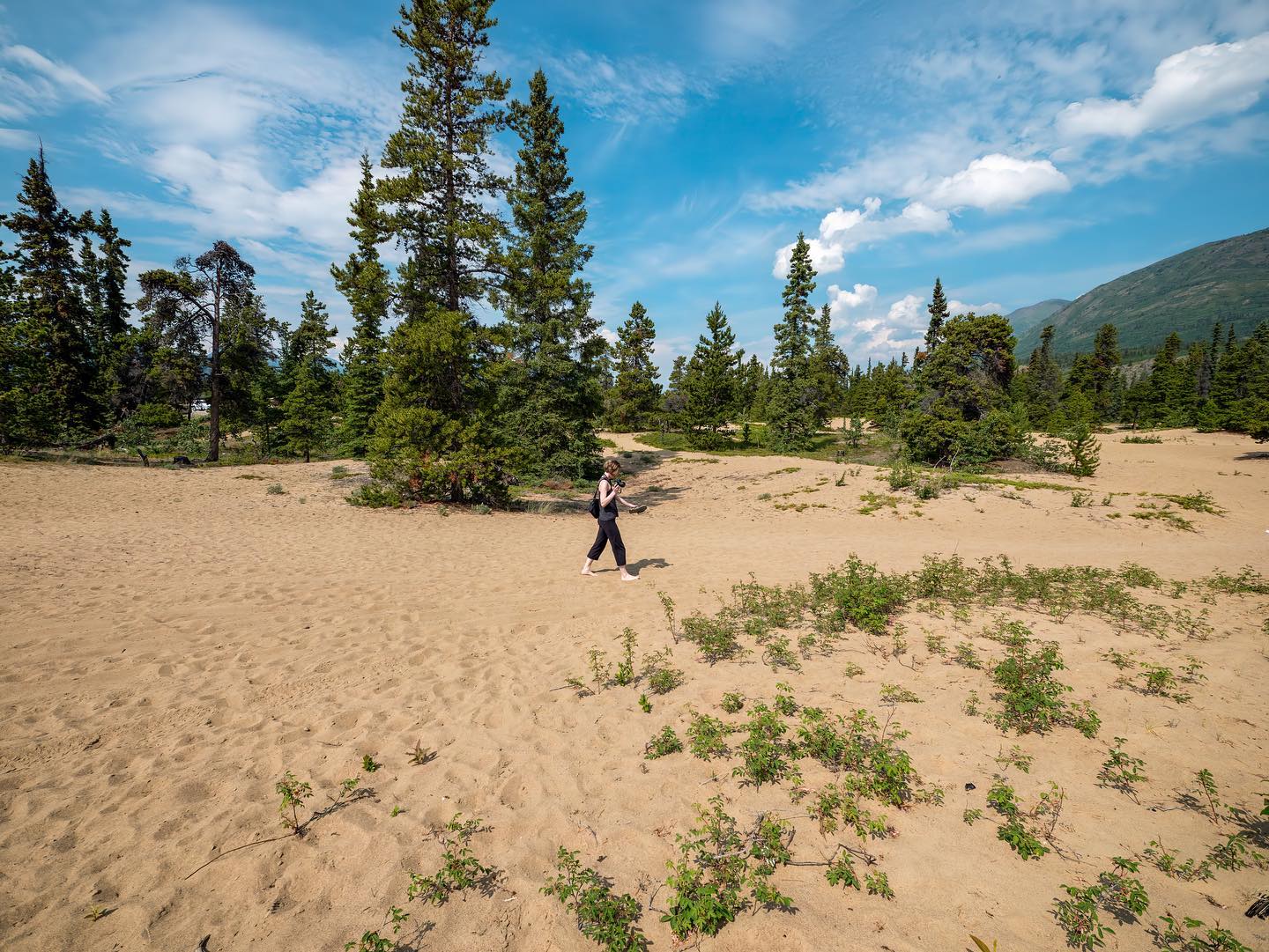 Cate, also known as Miss Nixie, in Carcross Desert, Yukon.